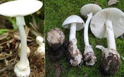 Gần Tết, cần loại bỏ quan niệm sai lầm về nấm độc kẻo chết oan