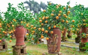 Mua quất về chơi Tết để "hợp phong thủy" cần chọn theo 5 tiêu chí sau Mua quất về chơi Tết để "hợp phong thủy" cần chọn theo 5 tiêu chí sau