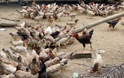 Người chăn nuôi "khóc ròng" vì tiền thức ăn tăng cao, giá bán gà "chạm đáy" Người chăn nuôi "khóc ròng" vì tiền thức ăn tăng cao, giá bán gà "chạm đáy"