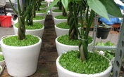 Chuyên gia chia sẻ những điều nên làm và không nên làm đầu năm mới Chuyên gia chia sẻ những điều nên làm và không nên làm đầu năm mới