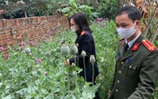 Thanh niên tự gieo trồng, chăm sóc vườn anh túc, cần sa khủng gần 3.000 cây Thanh niên tự gieo trồng, chăm sóc vườn anh túc, cần sa khủng gần 3.000 cây