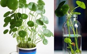 Trồng cây phong thủy kích vận khí tài lộc cho 12 con giáp năm 2021 dưới góc nhìn của chuyên gia phong thủy Trồng cây phong thủy kích vận khí tài lộc cho 12 con giáp năm 2021 dưới góc nhìn của chuyên gia phong thủy