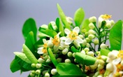 350.000 đồng/kg, dân Hà thành vẫn đua nhau mua hoa bưởi về cúng Rằm tháng Giêng 350.000 đồng/kg, dân Hà thành vẫn đua nhau mua hoa bưởi về cúng Rằm tháng Giêng