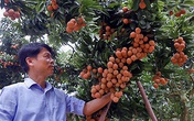 Chuyện đại gia chân đất: Nuôi gà thu 1.500 tỷ, bán trái cây gom 8.000 tỷ Chuyện đại gia chân đất: Nuôi gà thu 1.500 tỷ, bán trái cây gom 8.000 tỷ