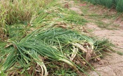 Hành lá rẻ như cho, bán 3 kg không mua nổi 1 cốc trà đá: Dân nhổ, vứt bỏ Hành lá rẻ như cho, bán 3 kg không mua nổi 1 cốc trà đá: Dân nhổ, vứt bỏ