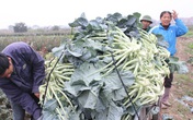 1.000 đồng/kg không ai mua, nghìn tấn ế đầy đồng, dân Mê Linh kêu cứu 1.000 đồng/kg không ai mua, nghìn tấn ế đầy đồng, dân Mê Linh kêu cứu