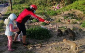 Hàng loạt tai nạn thương tâm, người dân Đà Nẵng vẫn vặc lại BQL Bán đảo Sơn Trà khi bị nhắc nhở "chiều hư" đàn khỉ Hàng loạt tai nạn thương tâm, người dân Đà Nẵng vẫn vặc lại BQL Bán đảo Sơn Trà khi bị nhắc nhở "chiều hư" đàn khỉ