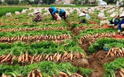 Cà rốt trúng vụ đỏ đồng, người Cẩm Giàng giữa dịch thu bạc tỷ Cà rốt trúng vụ đỏ đồng, người Cẩm Giàng giữa dịch thu bạc tỷ