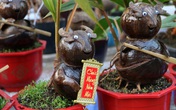 Nhà vườn Bến Tre thu nhập “khủng” từ nghề trồng dừa kiểng mùa tết Nhà vườn Bến Tre thu nhập “khủng” từ nghề trồng dừa kiểng mùa tết