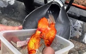 Hà Nội: Người dân làm 'cầu trượt' cho cá chép lên trời ngày 23 tháng Chạp Hà Nội: Người dân làm 'cầu trượt' cho cá chép lên trời ngày 23 tháng Chạp