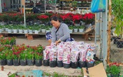 Đồng Tháp: Làng hoa Sa Đéc tất bật mùa hoa Tết Đồng Tháp: Làng hoa Sa Đéc tất bật mùa hoa Tết