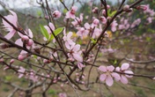 Về thủ phủ đào phai ở xứ Thanh Về thủ phủ đào phai ở xứ Thanh