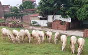Những mẩu chuyện cóp nhặt tại “thủ phủ” ngựa bạch đất Bắc Những mẩu chuyện cóp nhặt tại “thủ phủ” ngựa bạch đất Bắc