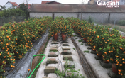 Giảm 60% giá vẫn ế ẩm, hàng ngàn gốc quất ở Văn Giang (Hưng Yên) chực chờ nhổ bỏ Giảm 60% giá vẫn ế ẩm, hàng ngàn gốc quất ở Văn Giang (Hưng Yên) chực chờ nhổ bỏ