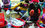 Đừng đến Phú Yên chỉ vì 'hoa vàng trên cỏ xanh' Đừng đến Phú Yên chỉ vì 'hoa vàng trên cỏ xanh'