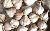 Bóc mẽ chiêu lừa hành tỏi Trung Quốc giả hàng Kinh Môn - Hải Dương Bóc mẽ chiêu lừa hành tỏi Trung Quốc giả hàng Kinh Môn - Hải Dương