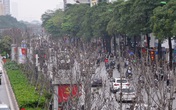Hà Nội: Hàng cây phong lá đỏ trơ trụi như củi khô Hà Nội: Hàng cây phong lá đỏ trơ trụi như củi khô