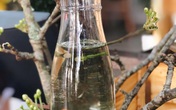 Hoa bưởi đang nở rộ không chỉ để cắm, làm thứ này đảm bảo cả mùa hè thơm mát và ngát hương Hoa bưởi đang nở rộ không chỉ để cắm, làm thứ này đảm bảo cả mùa hè thơm mát và ngát hương