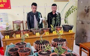 Lên mạng xã hội “săn” những gia đình trồng lan đột biến tiền tỷ để trộm Lên mạng xã hội “săn” những gia đình trồng lan đột biến tiền tỷ để trộm
