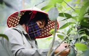 Nông dân Hà Tĩnh "se duyên" cho bưởi đặc sản Nông dân Hà Tĩnh "se duyên" cho bưởi đặc sản