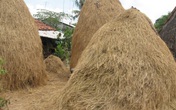 Thâm cung bí sử (227 - 4): Ấm mãi ổ rơm Thâm cung bí sử (227 - 4): Ấm mãi ổ rơm