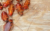 4 mẹo đơn giản để triệt tiêu lũ gián 4 mẹo đơn giản để triệt tiêu lũ gián