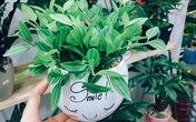 4 loại cây 'nhà giàu' nào cũng thích trồng để mong tài lộc, may mắn 4 loại cây 'nhà giàu' nào cũng thích trồng để mong tài lộc, may mắn