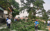 Cây đa 300 năm tuổi gãy lúc tan học, 4 học sinh bị thương Cây đa 300 năm tuổi gãy lúc tan học, 4 học sinh bị thương