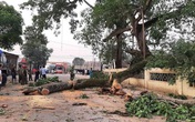 Vụ cây đa 300 tuổi ở Nghệ An gãy đổ đè 4 học sinh tiểu học: Một bé phải chuyển ra Hà Nội điều trị Vụ cây đa 300 tuổi ở Nghệ An gãy đổ đè 4 học sinh tiểu học: Một bé phải chuyển ra Hà Nội điều trị