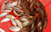 Nghề nuôi cá heo đuôi đỏ phất lên 'như diều' tại An Giang Nghề nuôi cá heo đuôi đỏ phất lên 'như diều' tại An Giang
