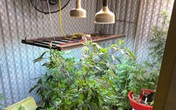 Quảng Ninh: Nam thanh niên "canh tác" cần sa trên ban-công Quảng Ninh: Nam thanh niên "canh tác" cần sa trên ban-công