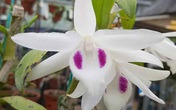 Ôm mộng làm giàu, vay nặng lãi gần 10 tỷ đồng mua phải lan đột biến giả Ôm mộng làm giàu, vay nặng lãi gần 10 tỷ đồng mua phải lan đột biến giả