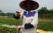 “Ăn theo” quy hoạch, đất tăng giá (5): Người làm vườn cũng thành “cò” tư vấn bất động sản “Ăn theo” quy hoạch, đất tăng giá (5): Người làm vườn cũng thành “cò” tư vấn bất động sản