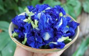 3 mối nguy hiểm khi dùng trà hoa đậu biếc sai cách có thể khiến chúng mất dinh dưỡng, thậm chí 'rước họa vào thân' 3 mối nguy hiểm khi dùng trà hoa đậu biếc sai cách có thể khiến chúng mất dinh dưỡng, thậm chí 'rước họa vào thân'