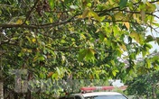 Người đàn ông tử vong trong tư thế treo cổ sau khi ngồi hút thuốc một mình Người đàn ông tử vong trong tư thế treo cổ sau khi ngồi hút thuốc một mình