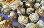 Một nơi ở Việt Nam sò huyết được nâng tầm thành đặc sản, vị ngon khó nơi nào sánh bằng Một nơi ở Việt Nam sò huyết được nâng tầm thành đặc sản, vị ngon khó nơi nào sánh bằng