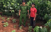 Hai vợ chồng "gây dựng" vườn cần sa từ những hạt giống "người lạ cho"? Hai vợ chồng "gây dựng" vườn cần sa từ những hạt giống "người lạ cho"?