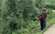 Án mạng đau lòng: Bé trai 3 tuổi bị anh ruột giết vì chuyện chia đất Án mạng đau lòng: Bé trai 3 tuổi bị anh ruột giết vì chuyện chia đất