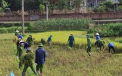 Công an xuống xã lội ruộng gặt lúa giúp các F1, F2 đang phải cách ly Công an xuống xã lội ruộng gặt lúa giúp các F1, F2 đang phải cách ly