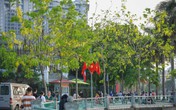 Muồng hoàng yến vàng rực quanh hồ Tây Muồng hoàng yến vàng rực quanh hồ Tây
