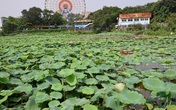 Đầm sen Tây hồ vắng lặng trong những ngày chống dịch COVID-19 Đầm sen Tây hồ vắng lặng trong những ngày chống dịch COVID-19