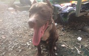 Tìm hai "điểm nghẽn" làm ảnh hưởng đến tốc độ điều tra vụ việc chó Pitbull cắn chết người tại Long An Tìm hai "điểm nghẽn" làm ảnh hưởng đến tốc độ điều tra vụ việc chó Pitbull cắn chết người tại Long An
