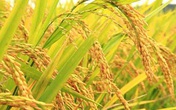 Thâm cung bí sử (234 - 3): Hương lúa Thái Bình Thâm cung bí sử (234 - 3): Hương lúa Thái Bình