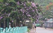 Sắc tím hoa bằng lăng rực rỡ khắp trời Hà Nội Sắc tím hoa bằng lăng rực rỡ khắp trời Hà Nội