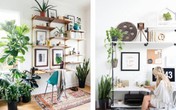 Cách bố trí cây cảnh trong nhà hợp phong thủy, giúp gia chủ luôn thịnh vượng Cách bố trí cây cảnh trong nhà hợp phong thủy, giúp gia chủ luôn thịnh vượng