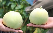 Ăn dưa lê nếu biết 3 điều này sẽ cực tốt cho sức khỏe, bạn nhất định phải biết để tránh ngộ độc Ăn dưa lê nếu biết 3 điều này sẽ cực tốt cho sức khỏe, bạn nhất định phải biết để tránh ngộ độc