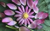 Chả lươn cánh sen, không hành, không mắm, không tanh, rất ngon còn thơm nức mũi Chả lươn cánh sen, không hành, không mắm, không tanh, rất ngon còn thơm nức mũi