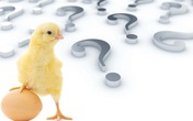 Con gà hay quả trứng có trước? Câu hỏi “hack não” đã có lời giải? Con gà hay quả trứng có trước? Câu hỏi “hack não” đã có lời giải?
