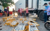 Ngư dân Quảng Bình lao đao vì cá đặc sản xuất khẩu ùn ứ, phải bán giá "bèo" Ngư dân Quảng Bình lao đao vì cá đặc sản xuất khẩu ùn ứ, phải bán giá "bèo"