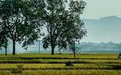 Ngỡ ngàng vẻ đẹp bình dị mùa lúa chín vùng ngoại ô Hà Nội Ngỡ ngàng vẻ đẹp bình dị mùa lúa chín vùng ngoại ô Hà Nội
